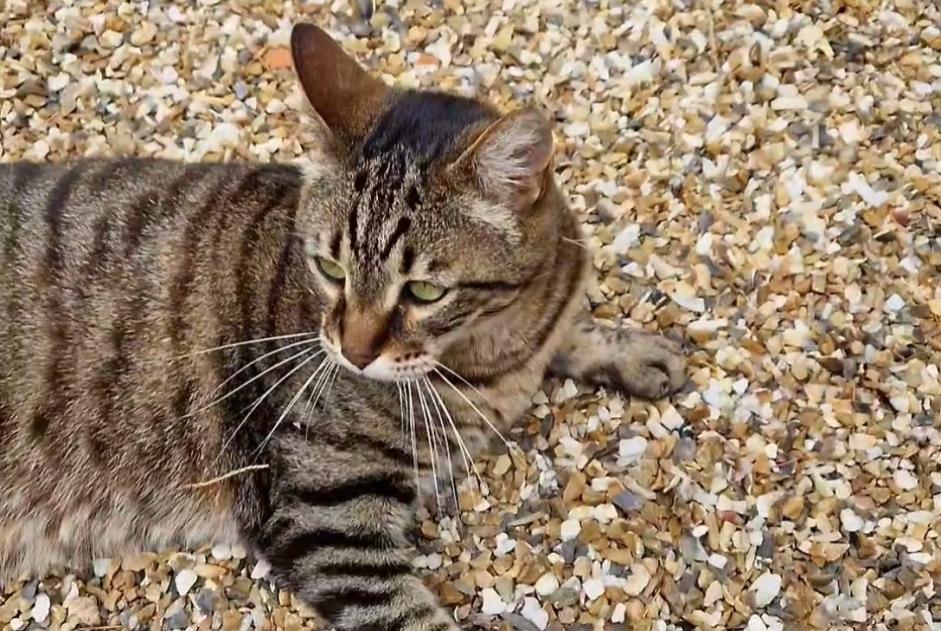 Alerte Disparition Chat croisement Mâle , 11 ans Saint-Martial-d'Artenset France