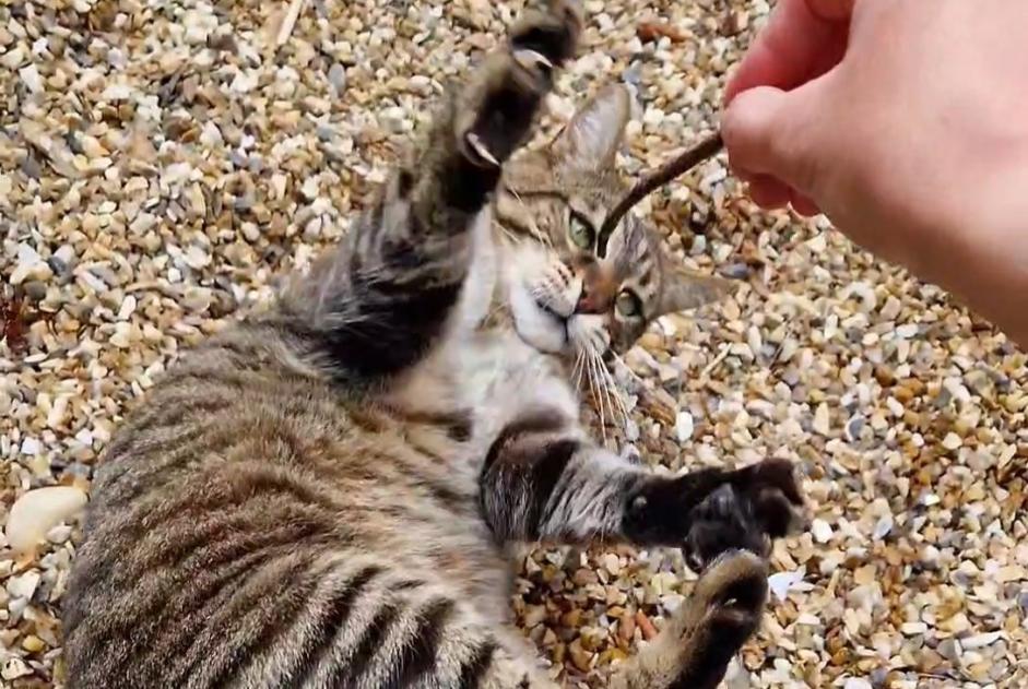 Alerte Disparition Chat croisement Mâle , 11 ans Saint-Martial-d'Artenset France
