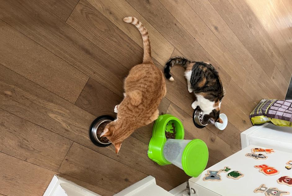 Alerte Disparition Chat croisement Mâle , 1 ans Namur Belgique