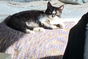 Alerte Disparition Chat croisement Femelle , 4 ans La Tremblade France