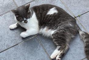 Alerte Disparition Chat Femelle , 3 ans Halle Belgique