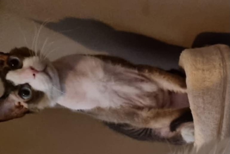 Alerte Disparition Chat  Mâle , 6 ans Hussigny-Godbrange France