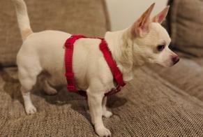 Alerte Découverte Chien  Mâle , 2 ans Ixelles Belgique