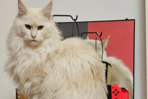 Alerte Disparition Chat  Femelle , 2 ans Theux Belgique