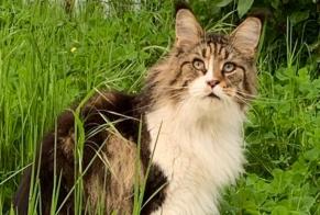 Alerte Disparition Chat  Femelle , 5 ans La Louvière Belgique