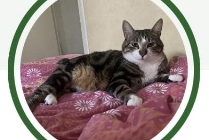 Alerte Disparition Chat Mâle , 3 ans Trélazé France