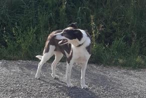 Alerte Découverte Chien croisement Femelle Saint-André-de-Roquelongue France