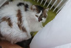 Alerte Disparition Chat croisement Femelle , 14 ans Busy France