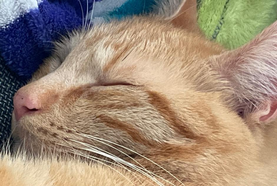 Alerte Disparition Chat croisement Mâle , 4 ans Wavre Belgique