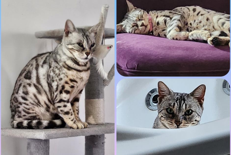 Alerte Disparition Chat  Femelle , 7 ans Champs-sur-Yonne France