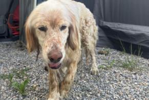 Alerte Découverte Chien Mâle Bordères-sur-l'Échez France