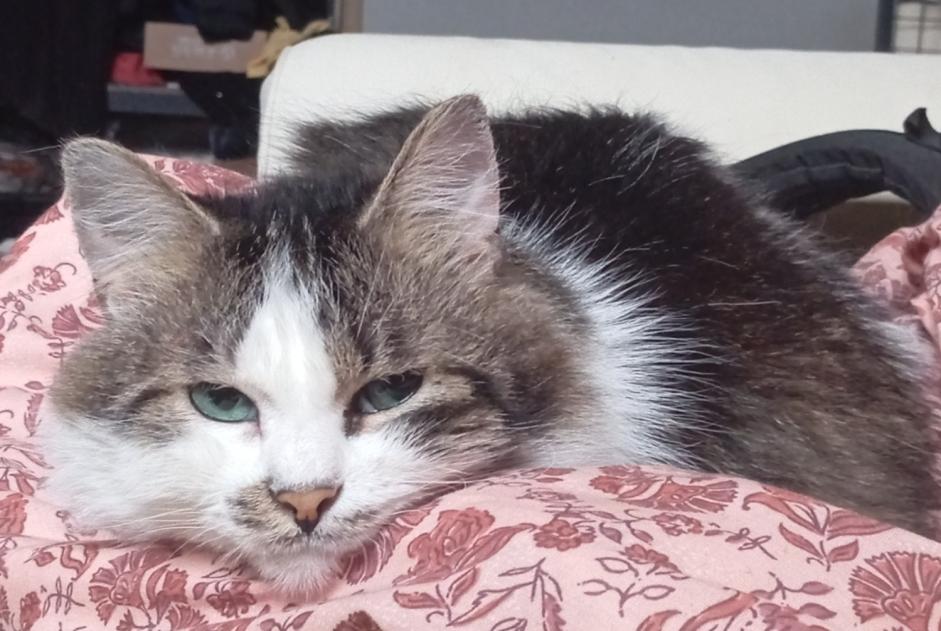 Alerte Disparition Chat Mâle , 8 ans Flémalle Belgique