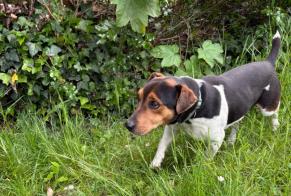 Alerte Découverte Chien croisement Mâle Breuillet France
