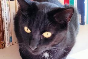Alerte Disparition Chat  Mâle , 8 ans Bruxelles Belgique