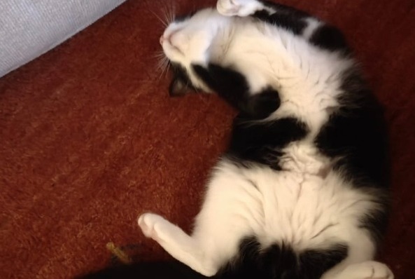 Alerte Disparition Chat Femelle , 4 ans Wavre Belgique