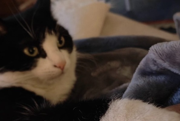 Alerte Disparition Chat Femelle , 4 ans Wavre Belgique