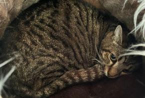 Alerte Disparition Chat croisement Mâle , 13 ans Saint-Séverin-d'Estissac France