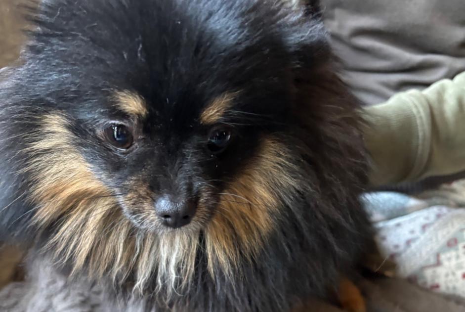 Alerte Découverte Chien  Femelle Châtelet Belgique