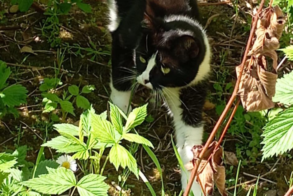 Alerte Disparition Chat Femelle , 2 ans Blois France