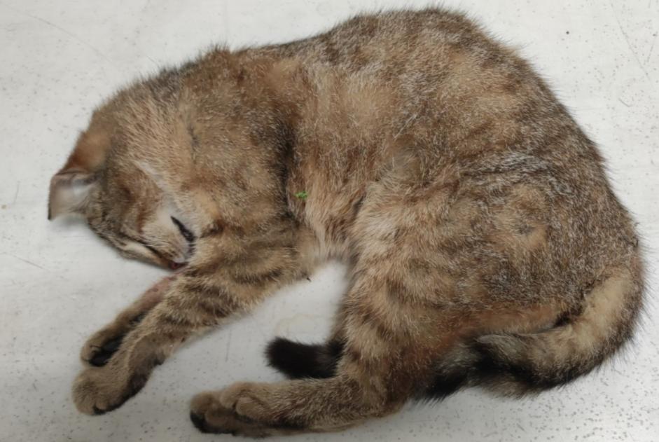 Alerte Découverte Chat croisement Femelle Rœulx France