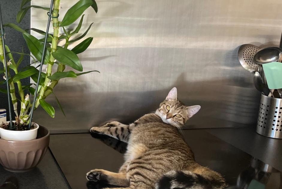 Alerte Disparition Chat  Femelle , 1 ans Montcaret France