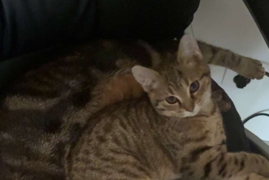 Alerte Disparition Chat  Femelle , 1 ans Montcaret France