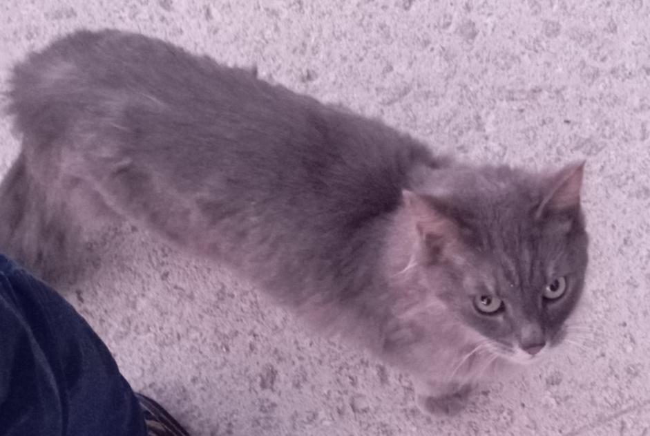 Alerte Découverte Chat Inconnu Lorient France