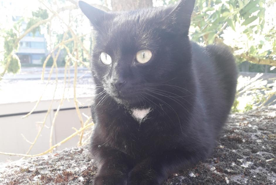 Alerte Découverte Chat Inconnu Saint-Saulve France
