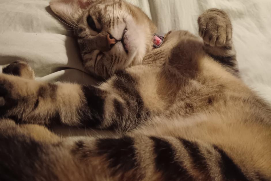 Alerte Disparition Chat Femelle , 1 ans Bayonne France
