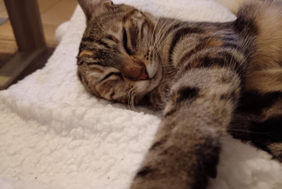 Alerte Disparition Chat Femelle , 1 ans Bayonne France