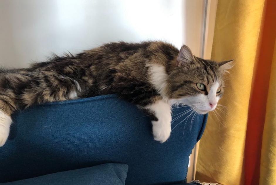 Alerte Disparition Chat Femelle , 3 ans Châteauneuf-sur-Loire France