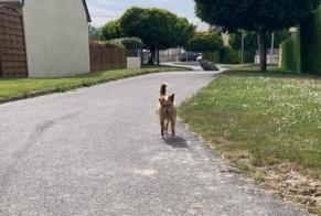 Alerte Découverte Chien Inconnu Dol-de-Bretagne France