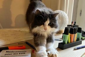 Alerte Disparition Chat  Femelle , 9 ans Clermont-Ferrand France