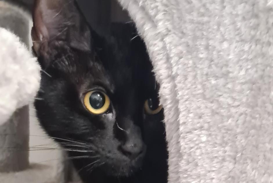 Alerte Découverte Chat Femelle Lyon France