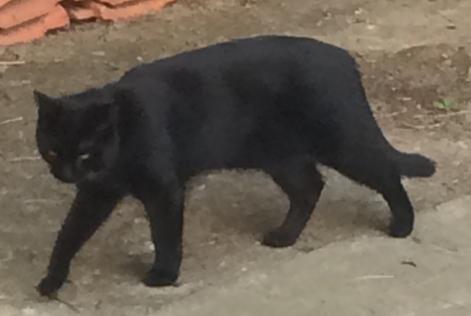 Avviso scomparsa Gatto européen  Maschio , 10 anni Wavre Belgio