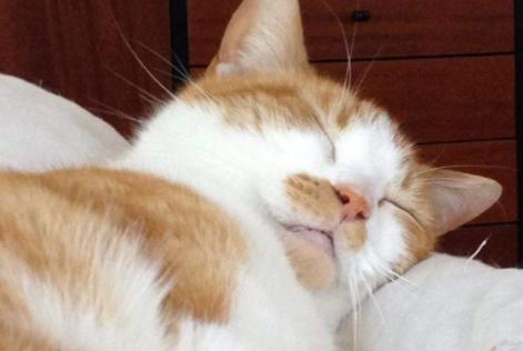 Avviso scomparsa Gatto  Maschio , 16 anni Fleury-Mérogis Francia