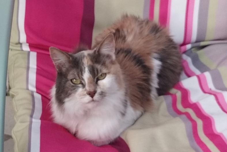 Avviso scomparsa Gatto Femmina , 18 anni Paris Francia