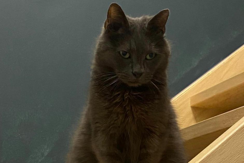 Avviso scomparsa Gatto incrocio di razze Maschio , 12 anni Quévy Belgio