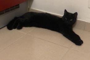 Avviso scomparsa Gatto Femmina , 1 anni Woluwe-St.-Lambert Belgio