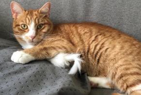 Avviso scomparsa Gatto Maschio , 3 anni Jonchery-sur-Vesle Francia