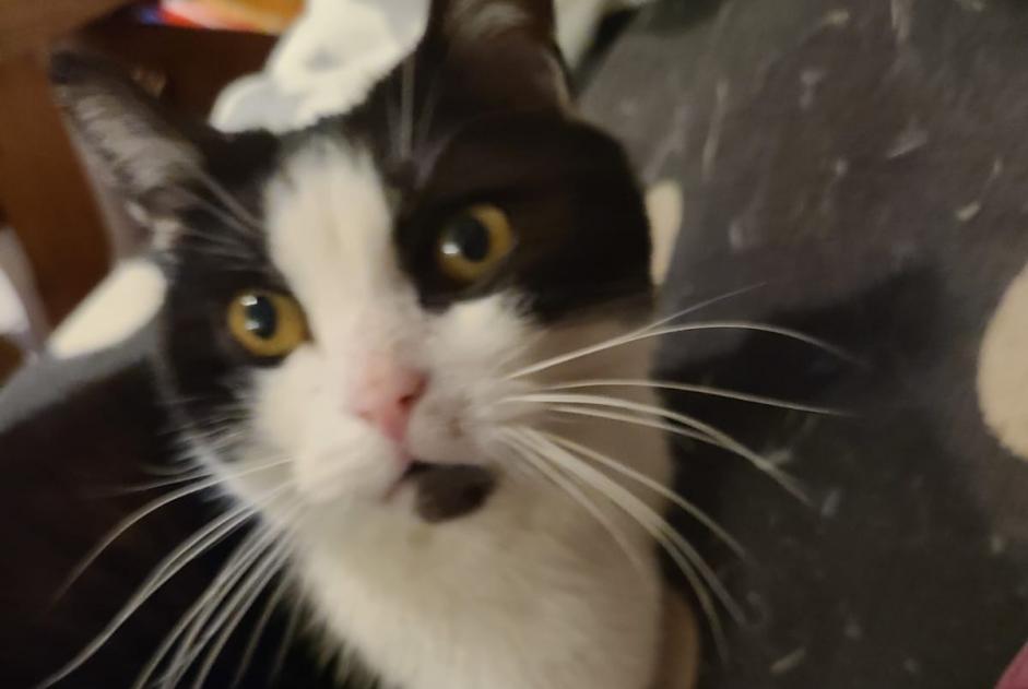 Avviso scomparsa Gatto Maschio , 12 anni Essises Francia