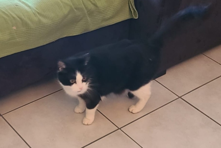 Avviso scomparsa Gatto Maschio , 12 anni Essises Francia