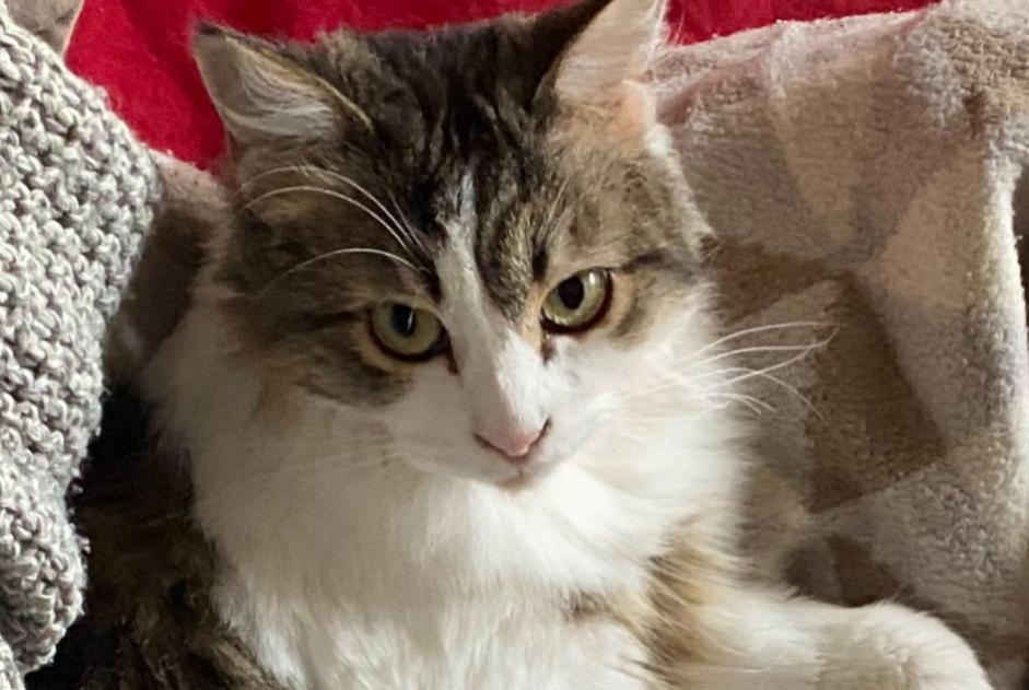 Avviso scomparsa Gatto Femmina , 5 anni Preignan Francia