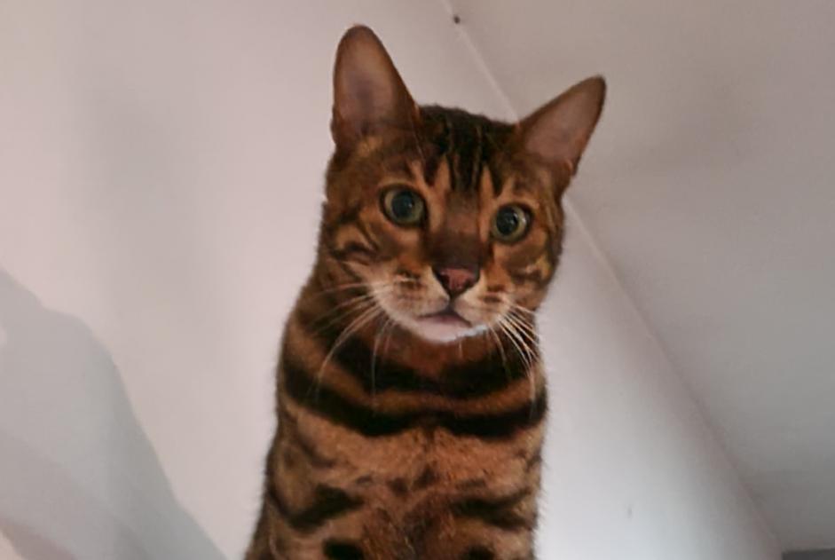 Avviso scomparsa Gatto  Maschio , 9 anni Mons Belgio