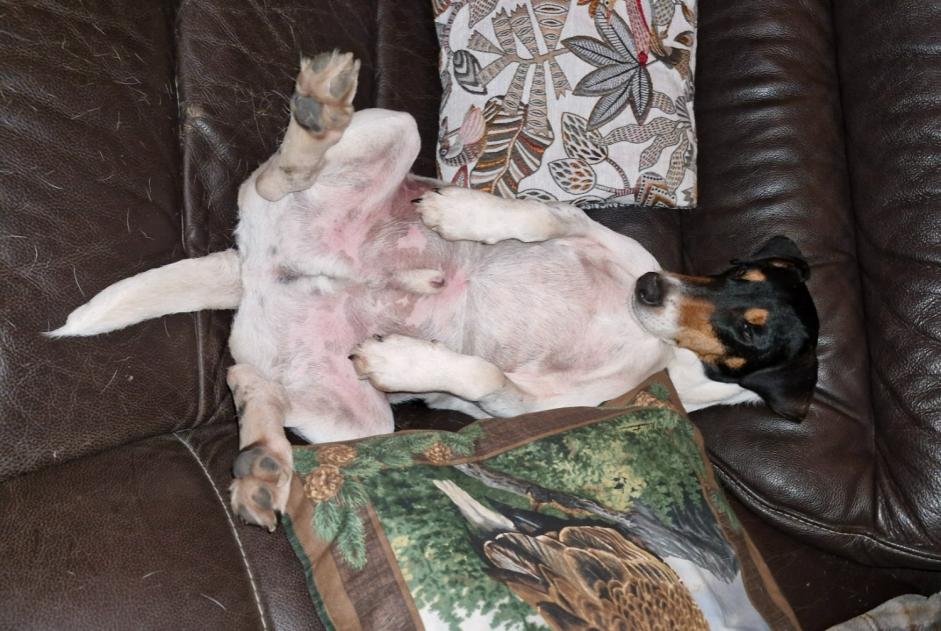 Avviso scomparsa Cane incrocio di razze Maschio , 5 anni Coullons Francia