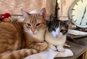 Avviso scomparsa Gatto incrocio di razze Maschio , 1 anni Namur Belgio