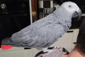 Avviso Ritrovamento Uccello Non conosciuta Alfortville Francia