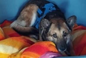Avviso scomparsa Cane incrocio di razze Maschio , 7 anni Montmirail Francia