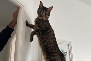 Avviso scomparsa Gatto Maschio , 2 anni Clichy Francia