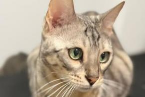 Avviso scomparsa Gatto  Maschio , 4 anni Vincennes Francia